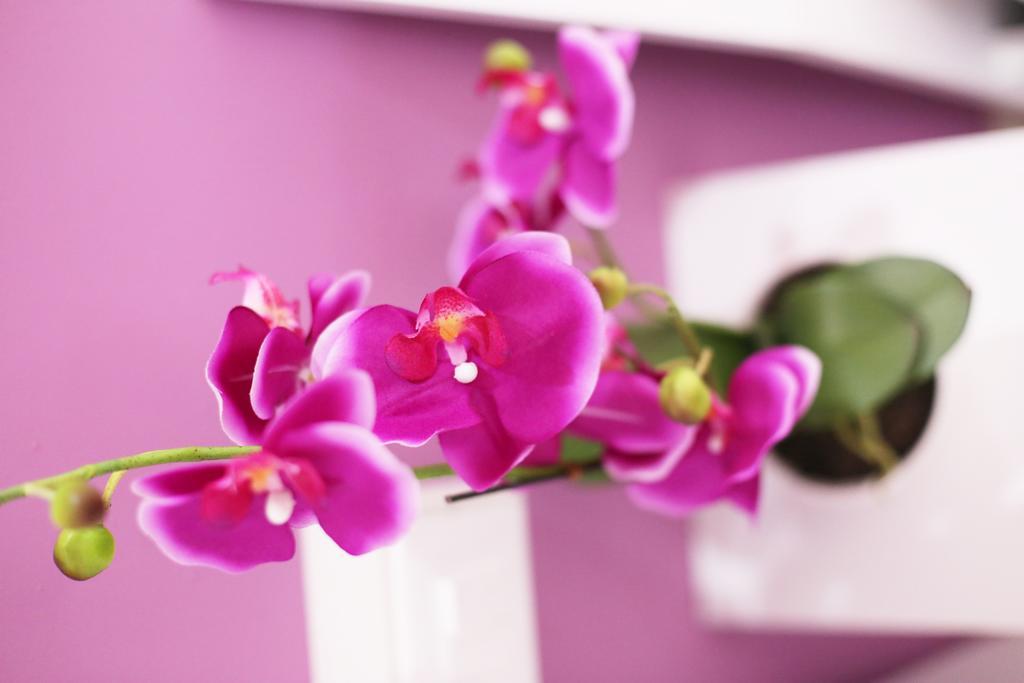 Iris Room โรม ห้อง รูปภาพ
